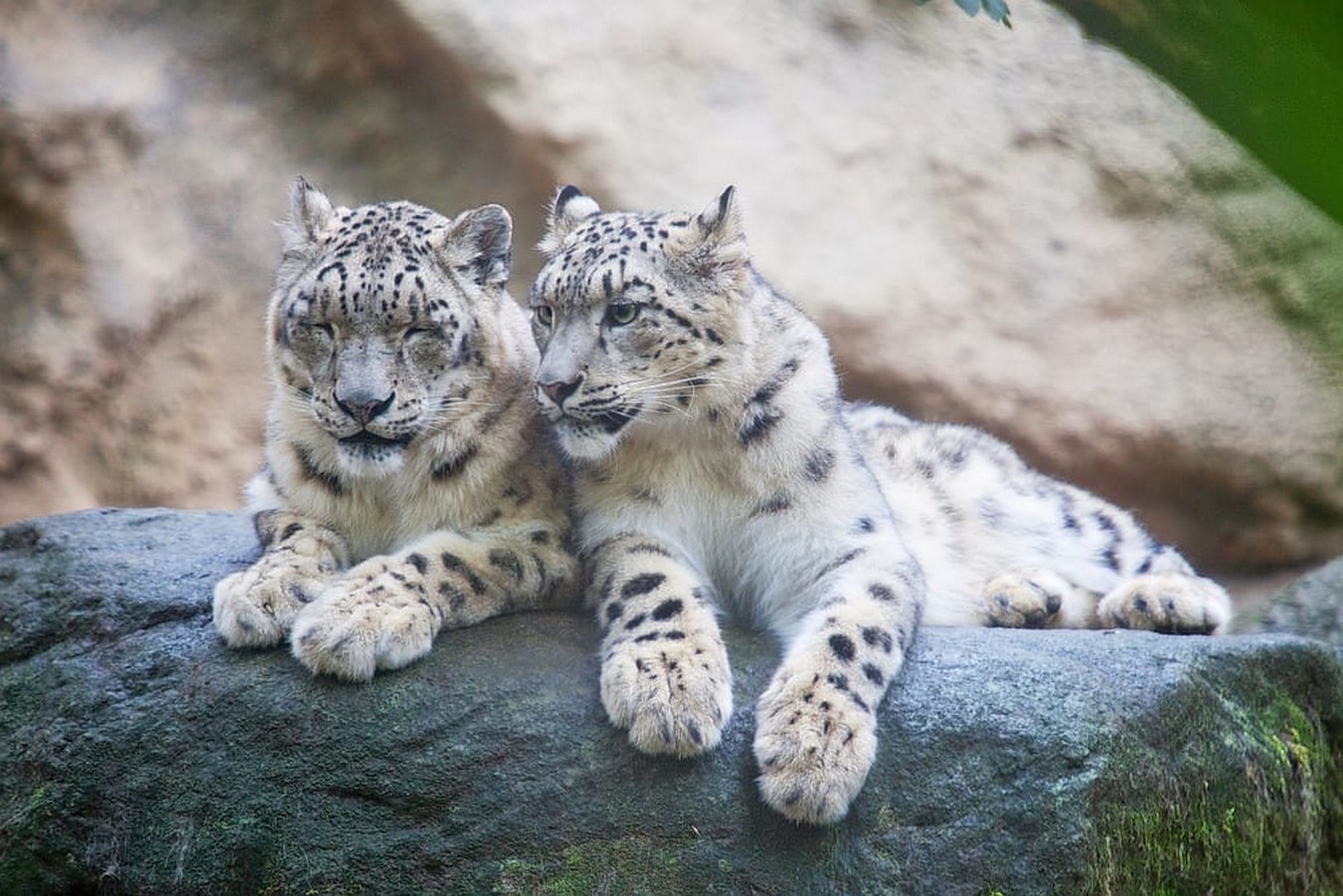 Hemis National Park Of Leh- sheet3